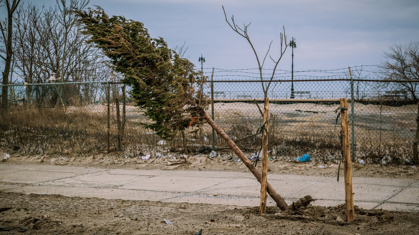 art-of-sandy-mo-seagate 2-71.jpg